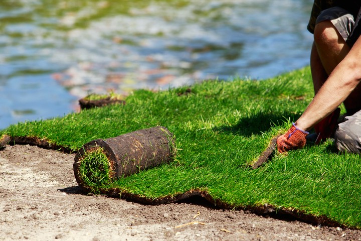 Nova zahrada - travnik